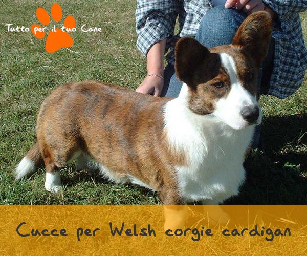 cucce per Welsh corgie cardigan